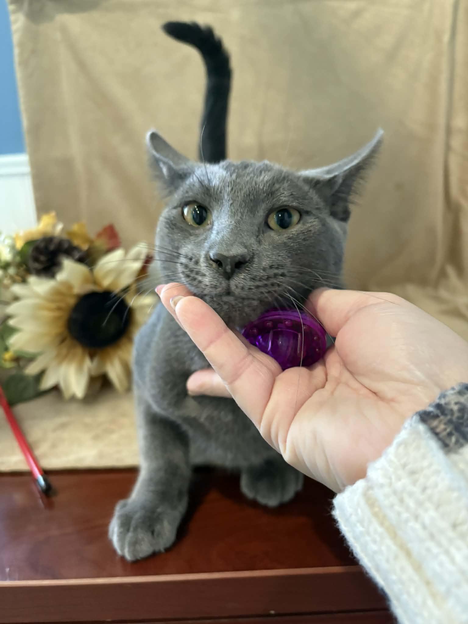 Harrison, Adopted, Young Male American Shorthair.