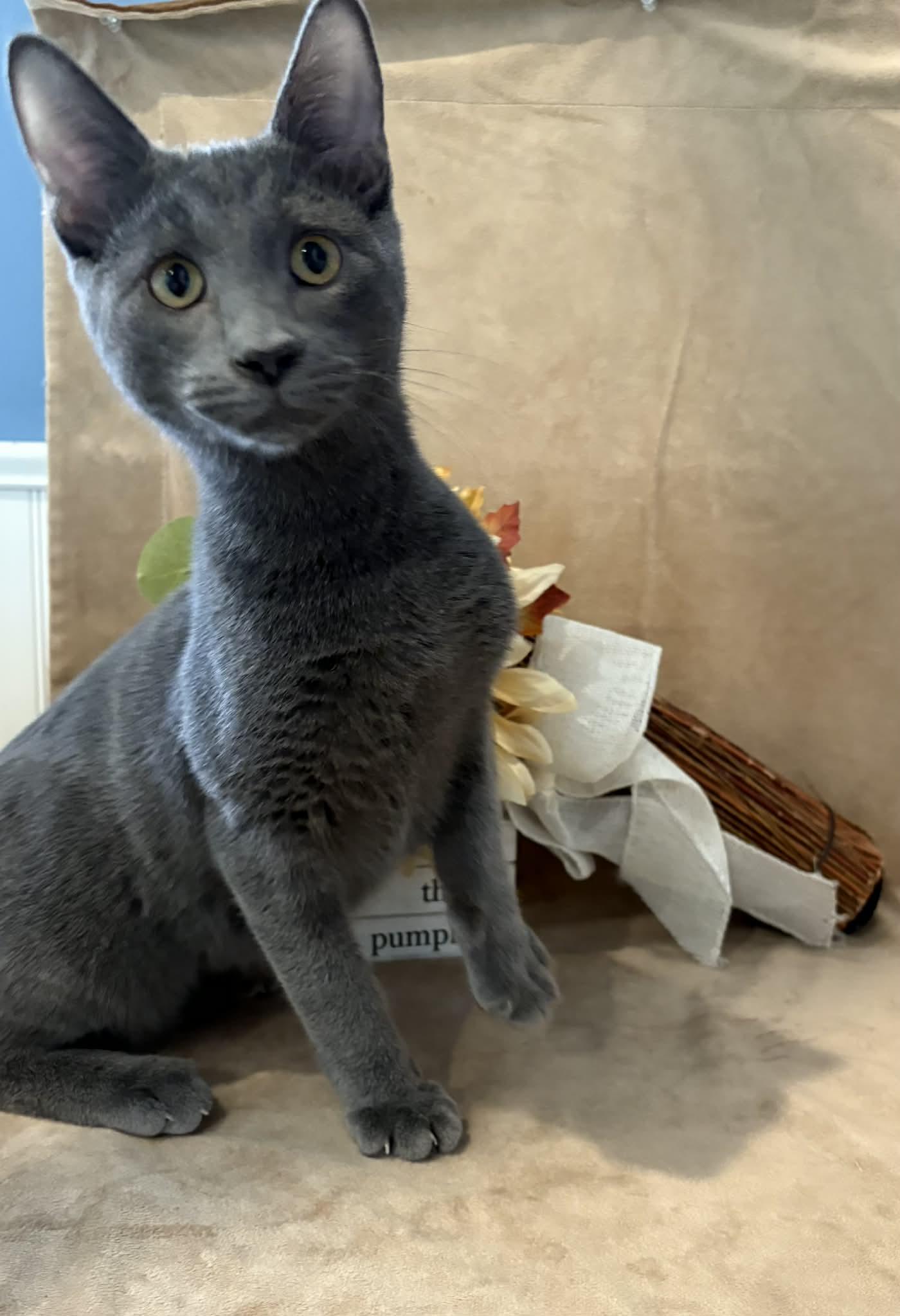 Enlarge Harrison, a Adopted American Shorthair in Barboursville, WV image 2/3