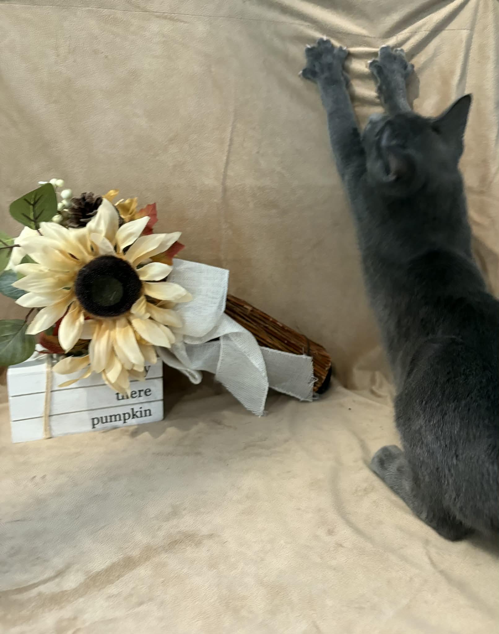 Enlarge Harrison, a Adopted American Shorthair in Barboursville, WV image 3/3