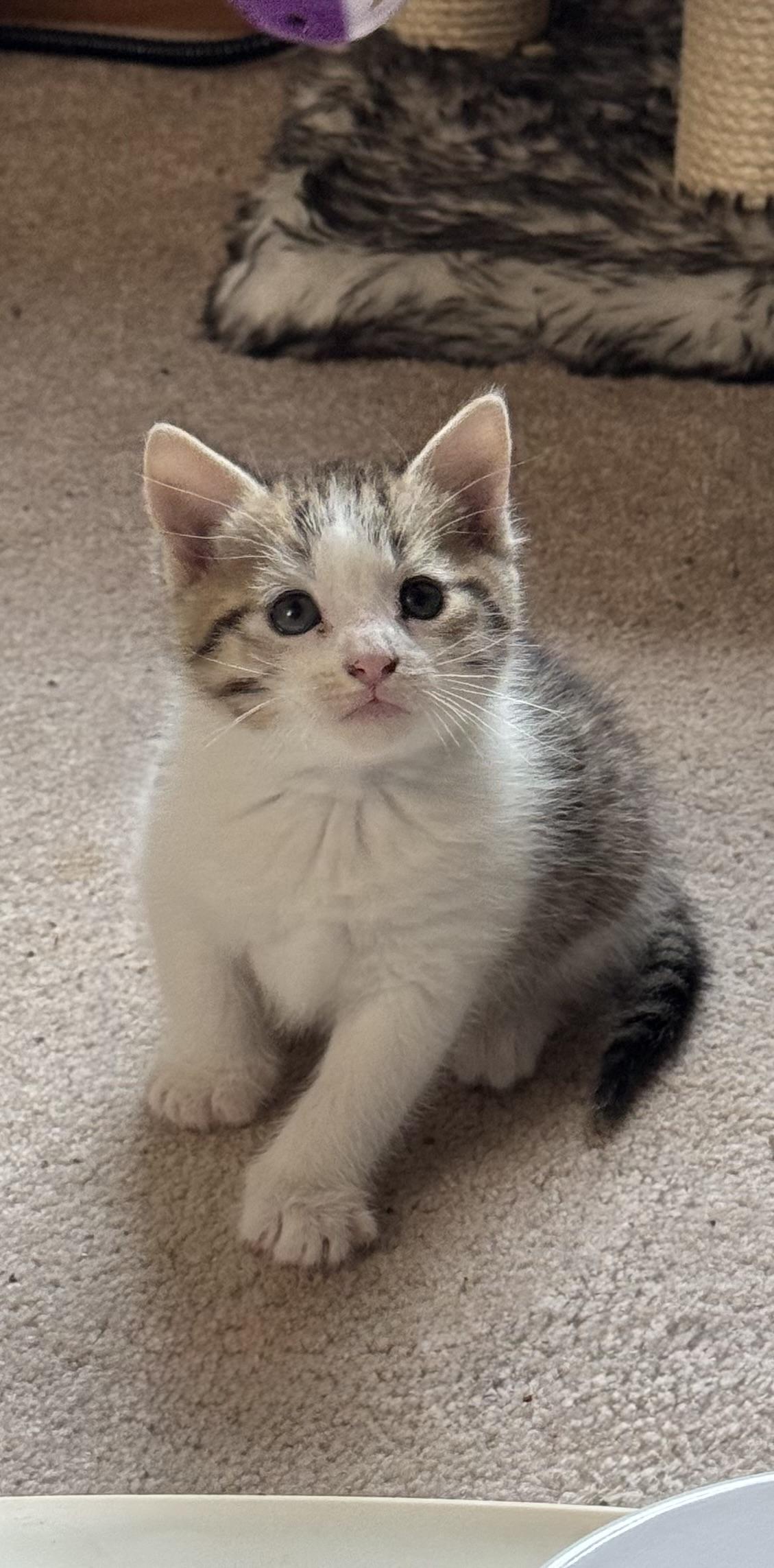 Stormy, Baby Male Domestic Short Hair