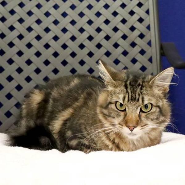 Enlarge Hollis, a Adoptable mixed breed in Midland, TX image 2/2