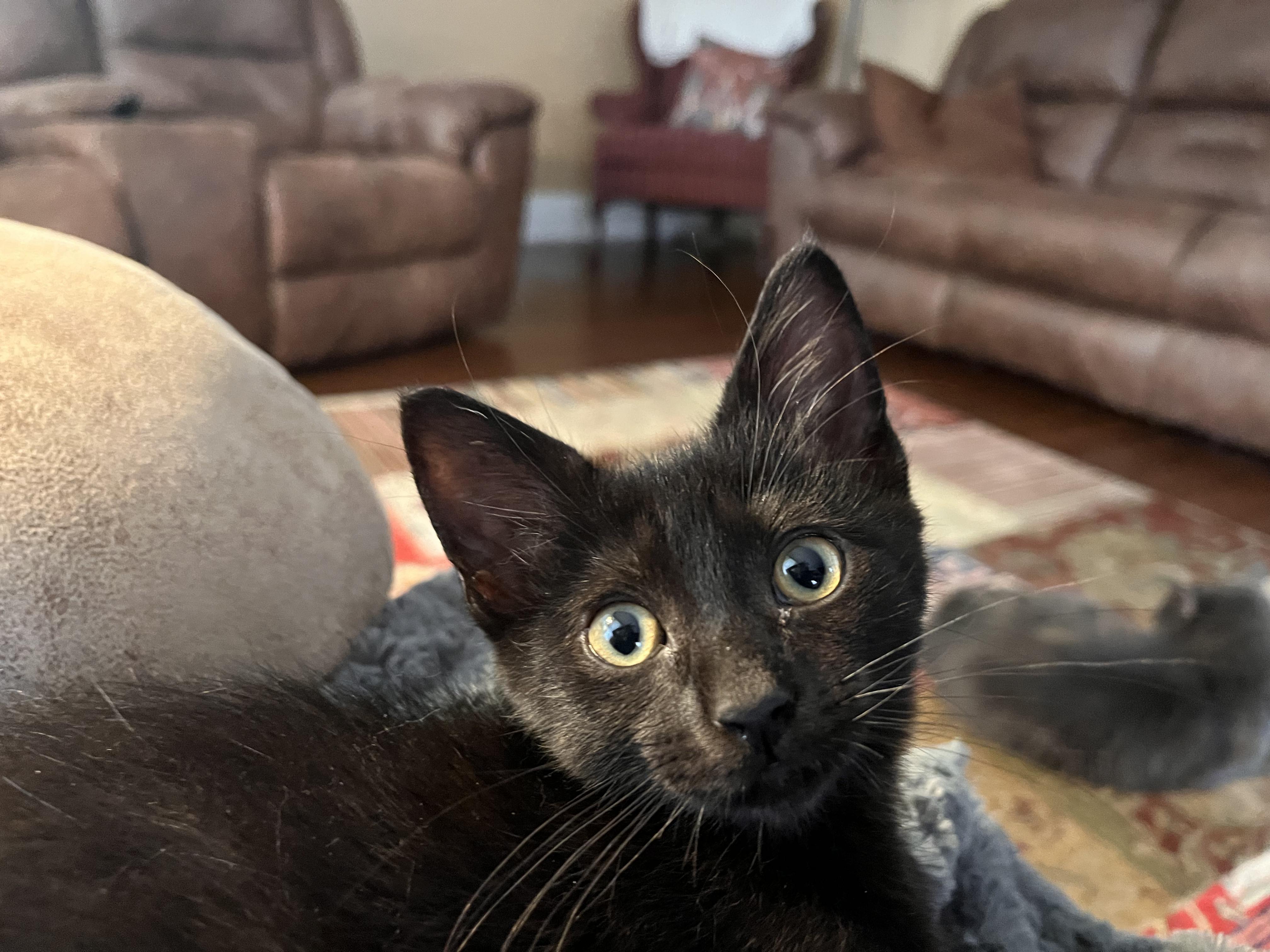 Gladdy, adoptable, Kitten Female Domestic Short Hair.