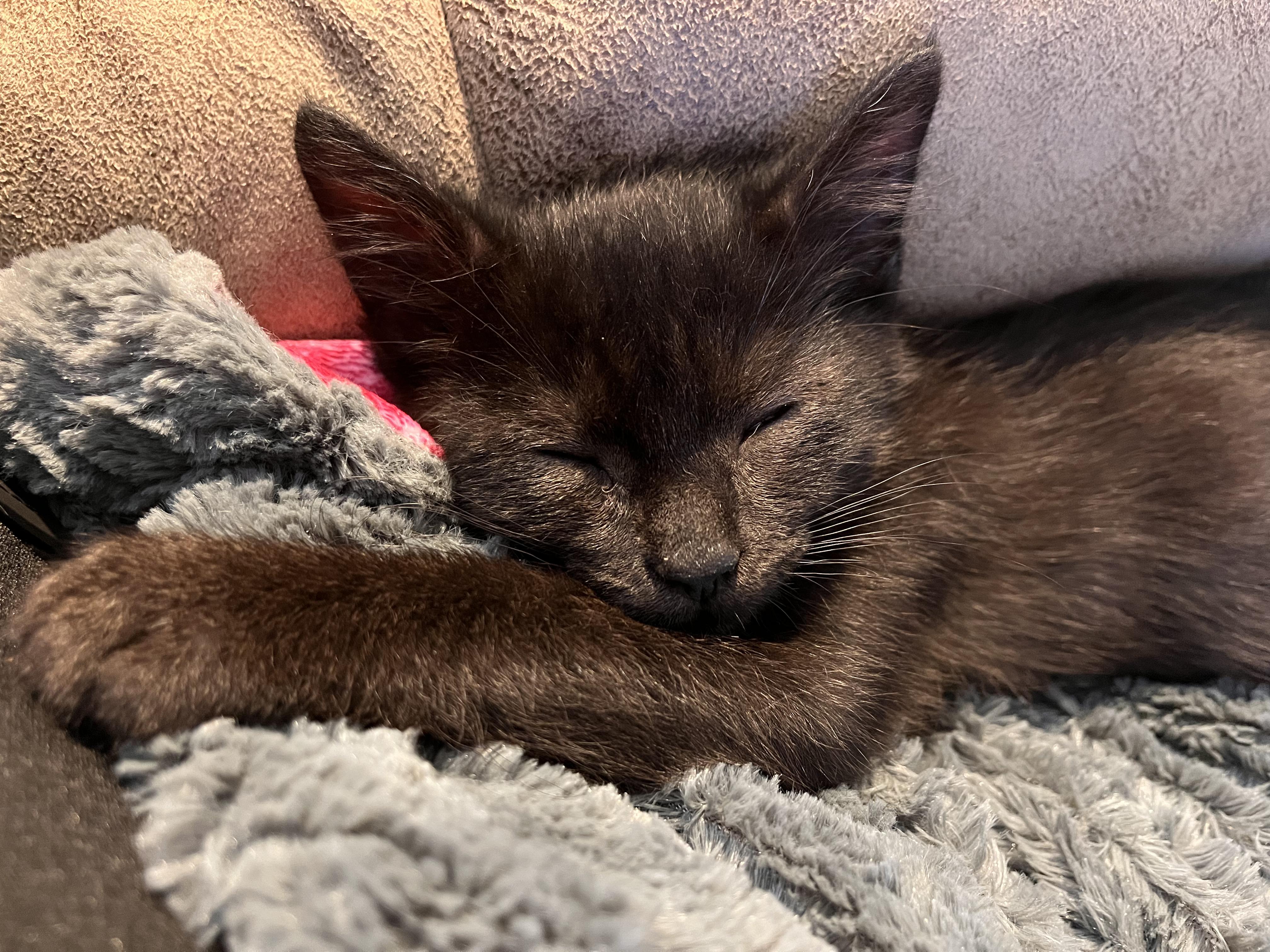 Enlarge Gladdy, an adoptable Domestic Short Hair in Toledo, OH image 2/5