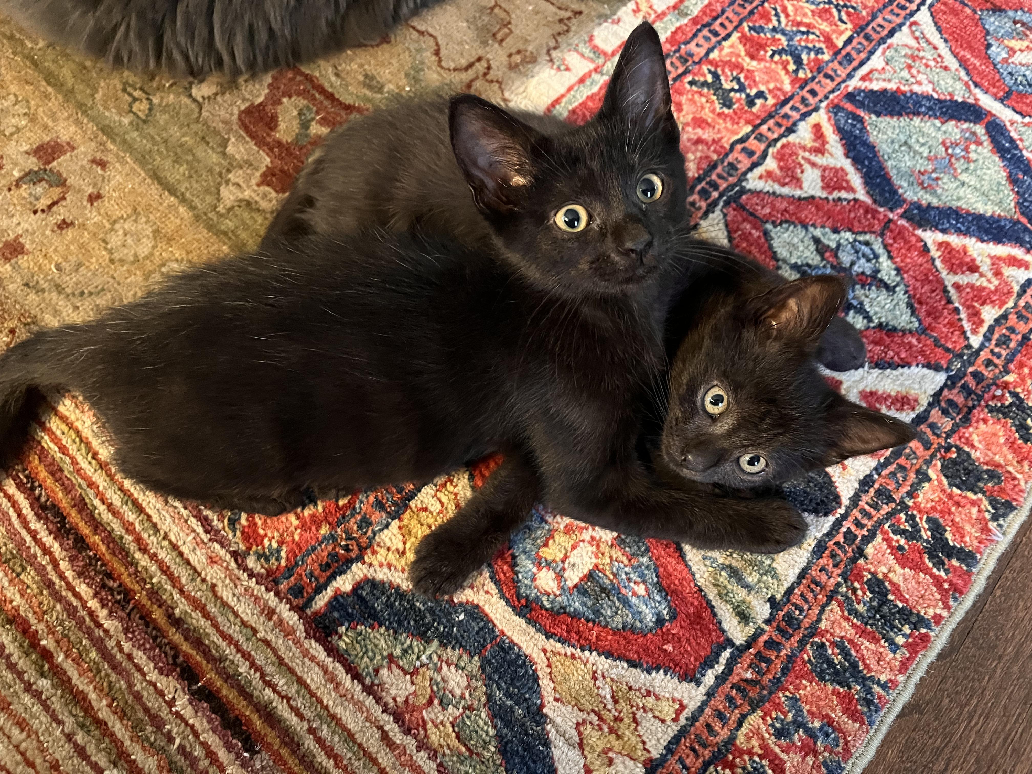 Enlarge Gladdy, an adoptable Domestic Short Hair in Toledo, OH image 3/5