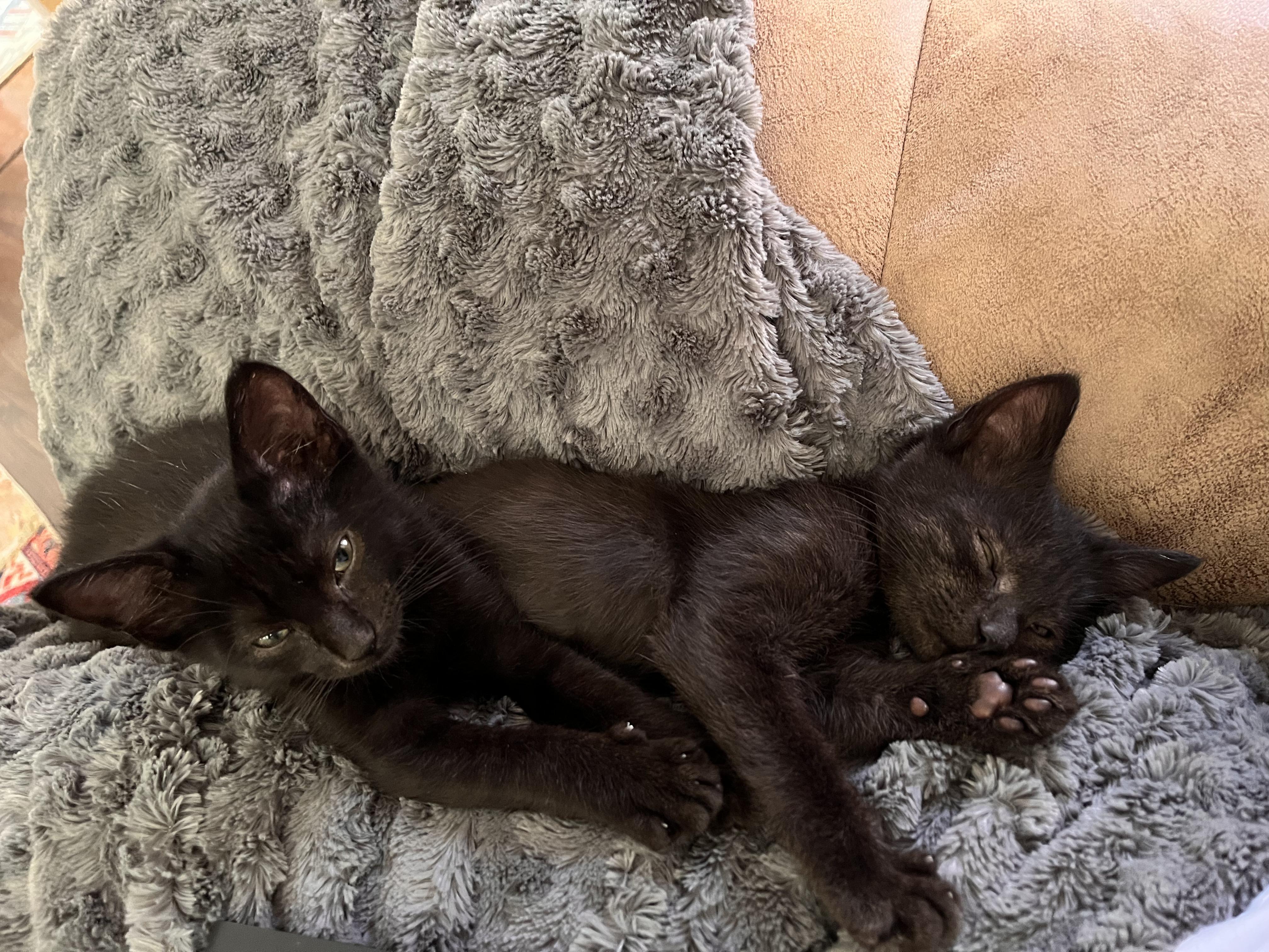 Enlarge Gladdy, an adoptable Domestic Short Hair in Toledo, OH image 4/5