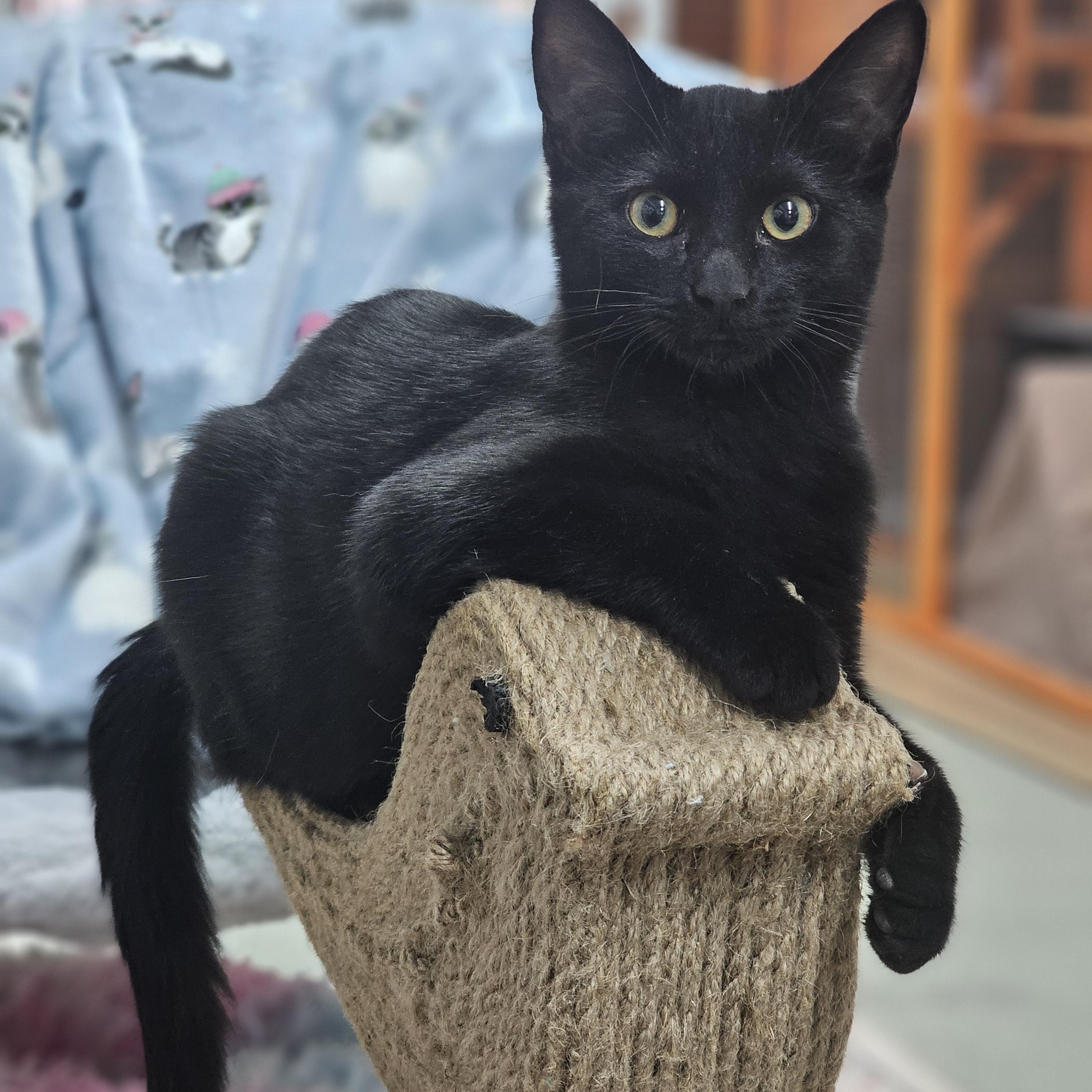 Enlarge Gladdy, an adoptable Domestic Short Hair in Toledo, OH image 5/5