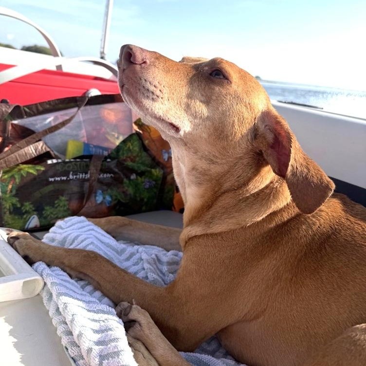 Enlarge Tully, an adoptable mixed breed in Palm Harbor, FL image 5/5
