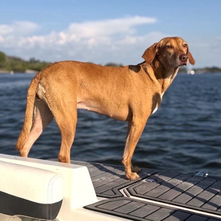 Tully, adoptable, Young Female Hound.