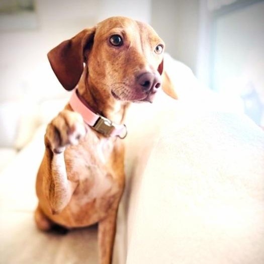 Tully, Adoptable, Young Female Hound.