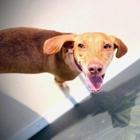 Enlarge Tully, a Adoptable mixed breed in Palm Harbor, FL image 2/2