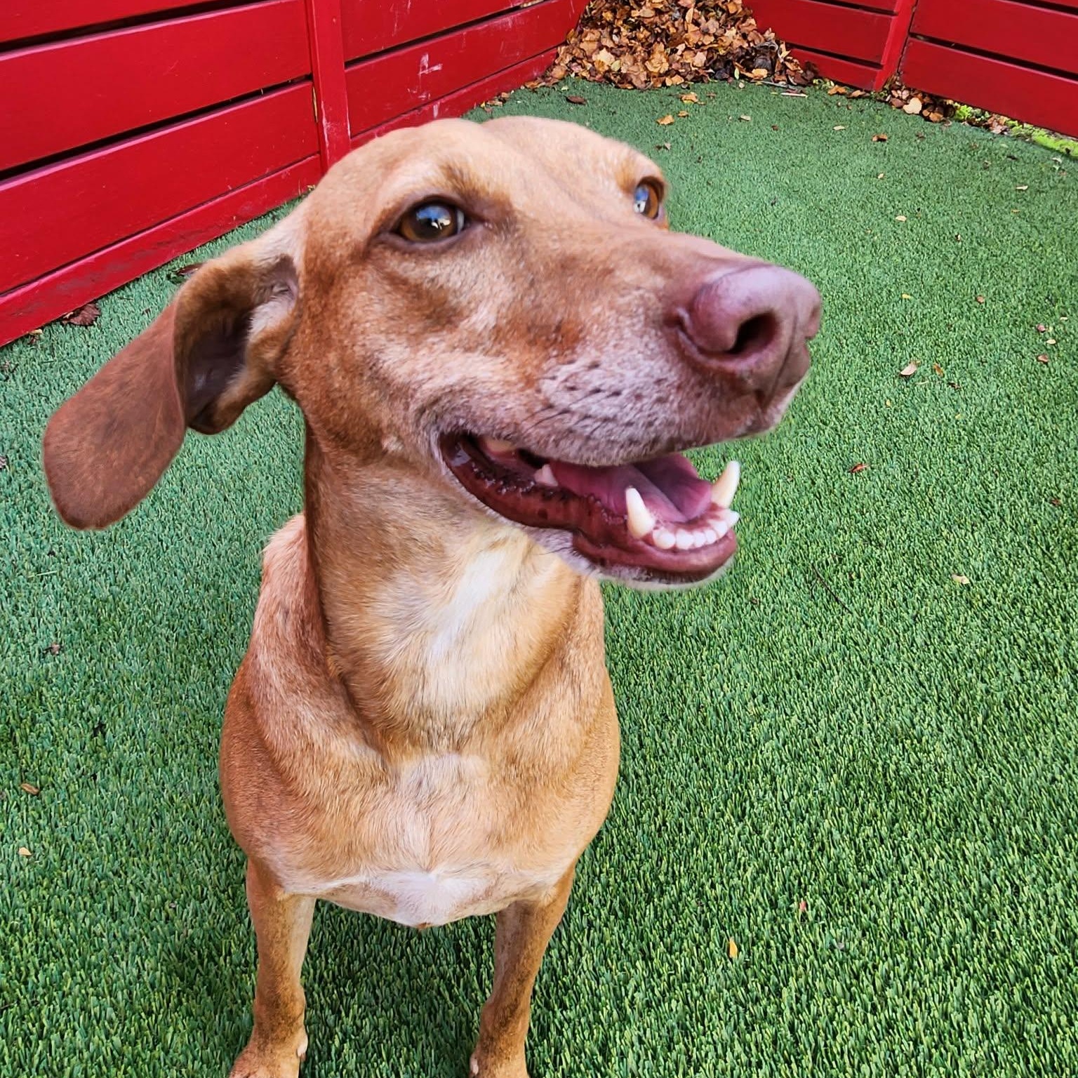 Tully, adoptable, Young Female Hound.