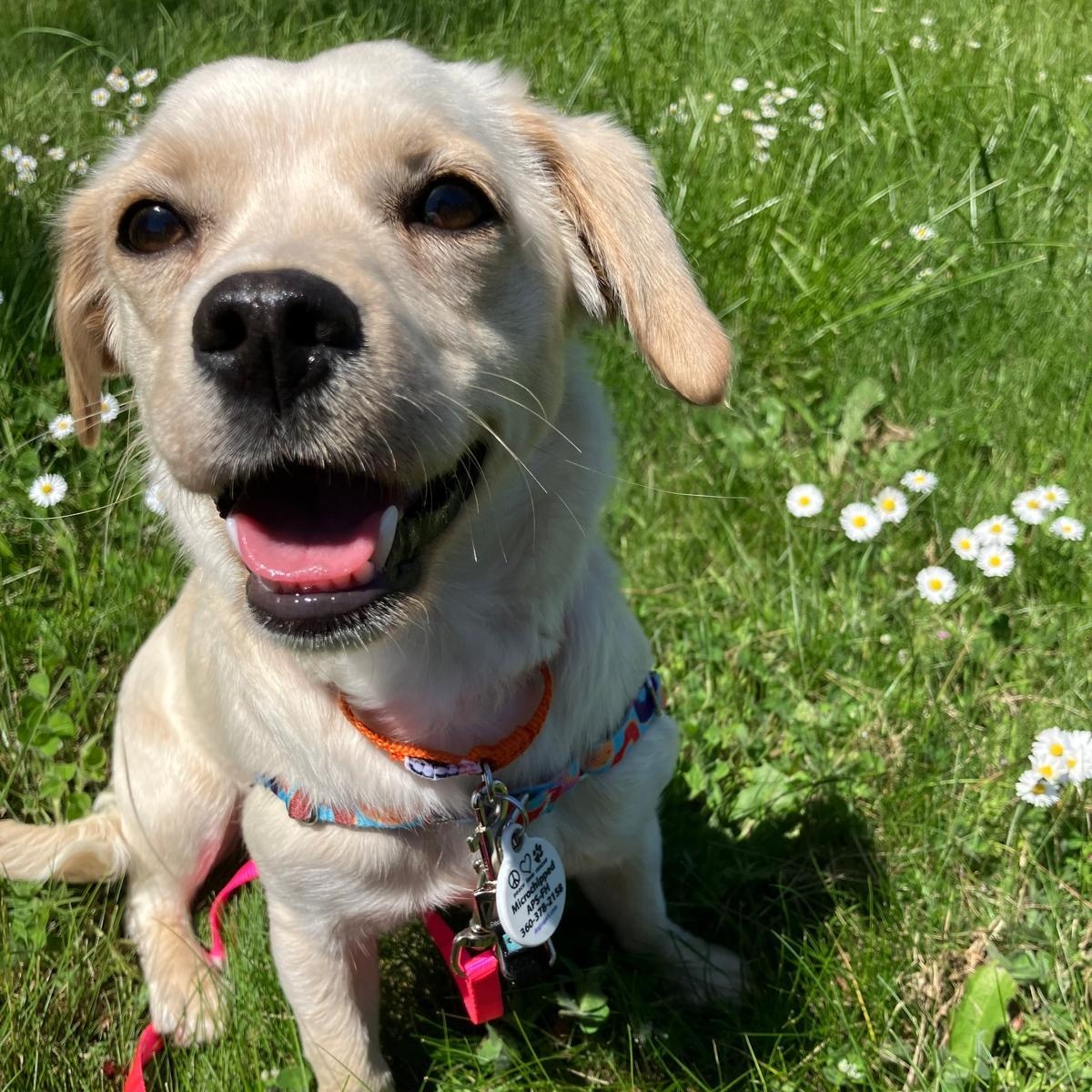 Lola, an adopted mixed breed in Friday Harbor, WA image 3/5
