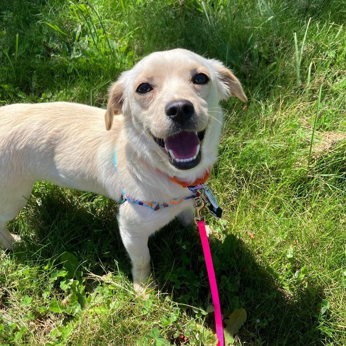 Lola, an adopted mixed breed in Friday Harbor, WA image 5/5