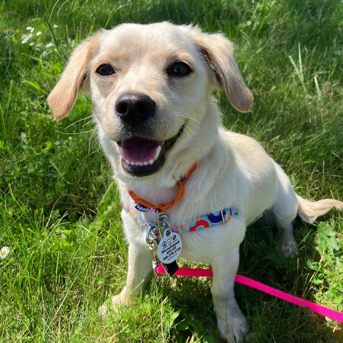 Lola, adopted, Young Female Chihuahua & Spaniel.
