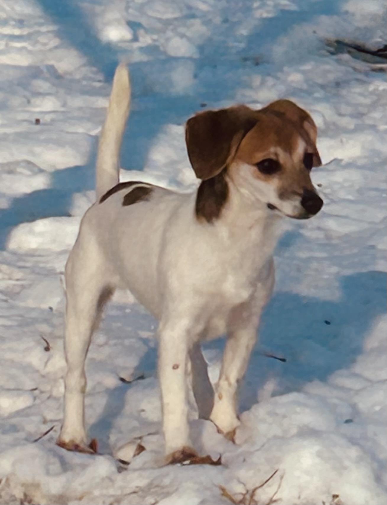 Enlarge Tina, a ADOPTABLE mixed breed in Lafayette Hill, PA image 2/2