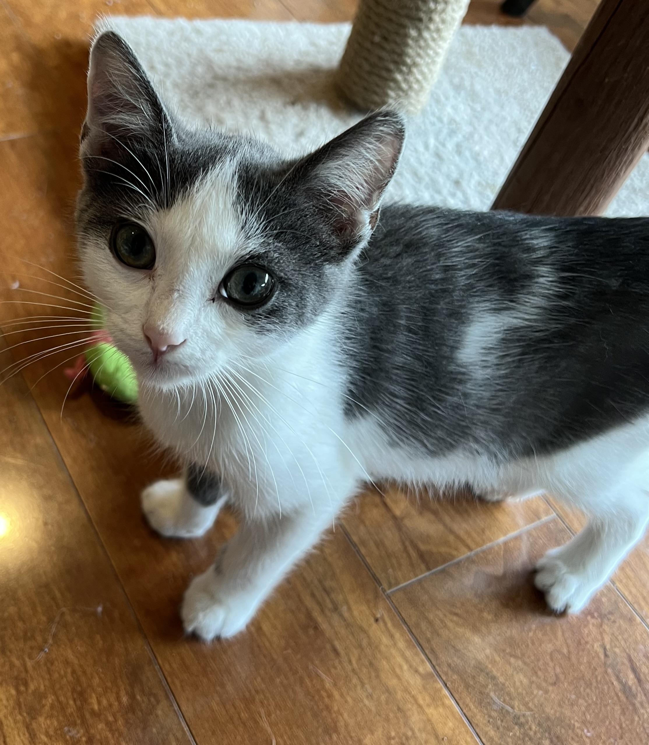 Archie