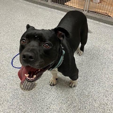 Akira, Adoptable, Adult Male American Staffordshire Terrier & Mixed Breed.
