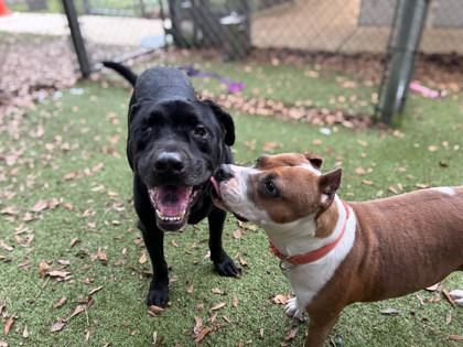 Blink 182, Adoptable, Adult Male Labrador Retriever & Mastiff.