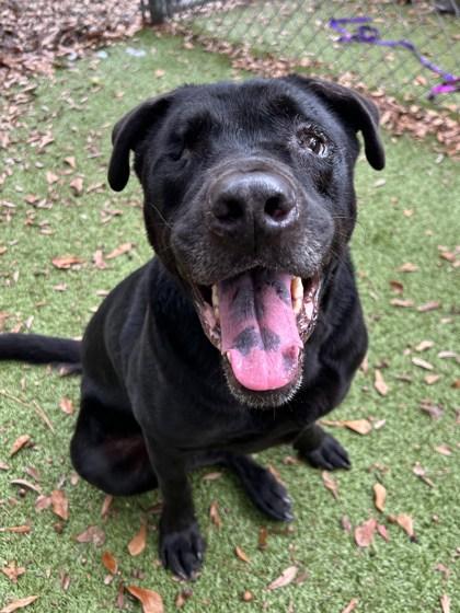 Blink 182, a Adoptable mixed breed in Gainesville, FL image 2/2