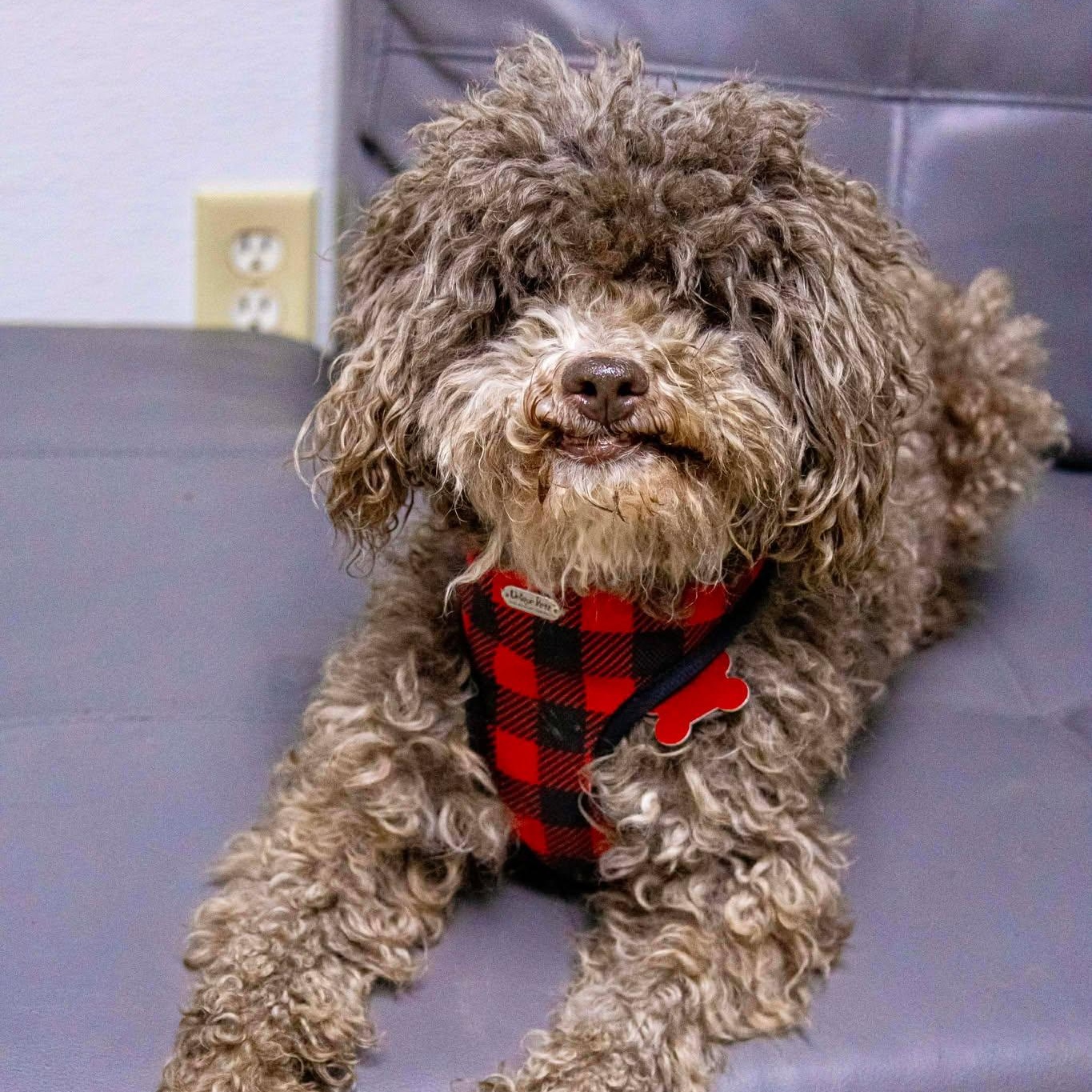 Coco & Bane, ADOPTABLE, Senior Female Labradoodle.
