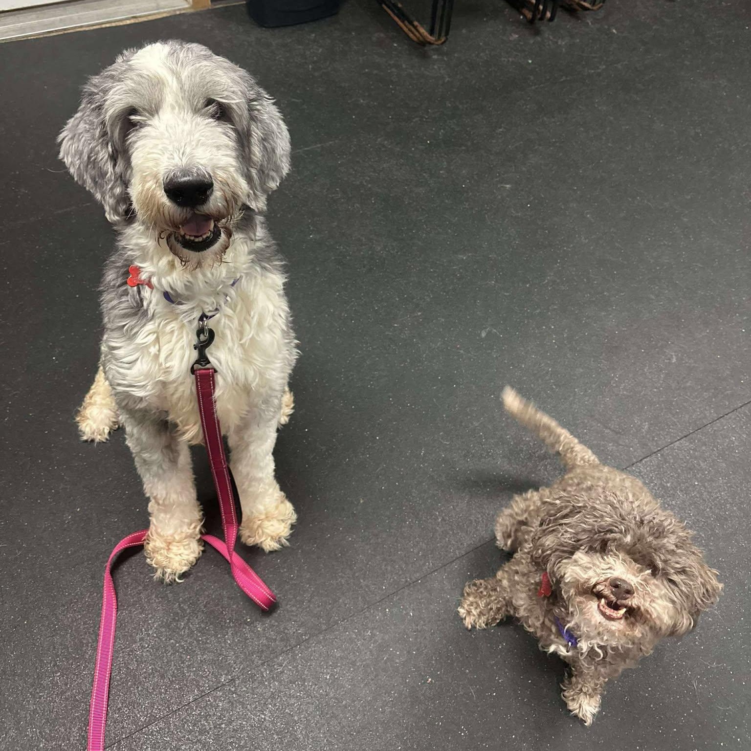 Enlarge Coco & Bane, a ADOPTABLE Labradoodle in Valparaiso, IN image 2/2