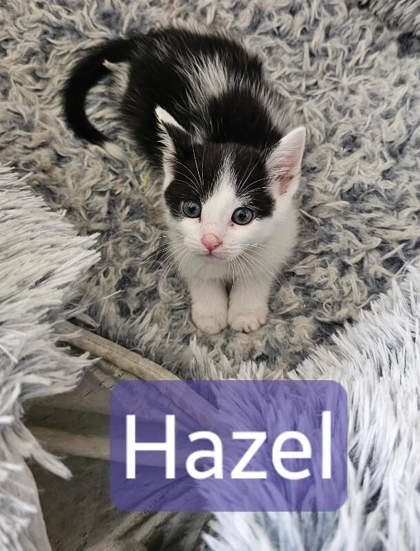 Haze (Hazel), Adoptable, Young Female Domestic Short Hair.