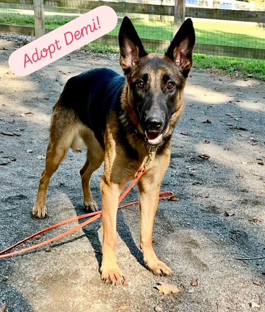 Enlarge Demi, a Adoptable Belgian Shepherd / Malinois in Far Rockaway, NY image 1/1