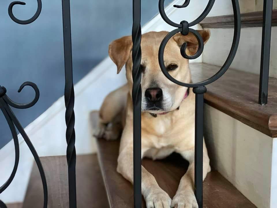 Enlarge Peaches, a Adoptable mixed breed in Holly Springs, NC image 1/6