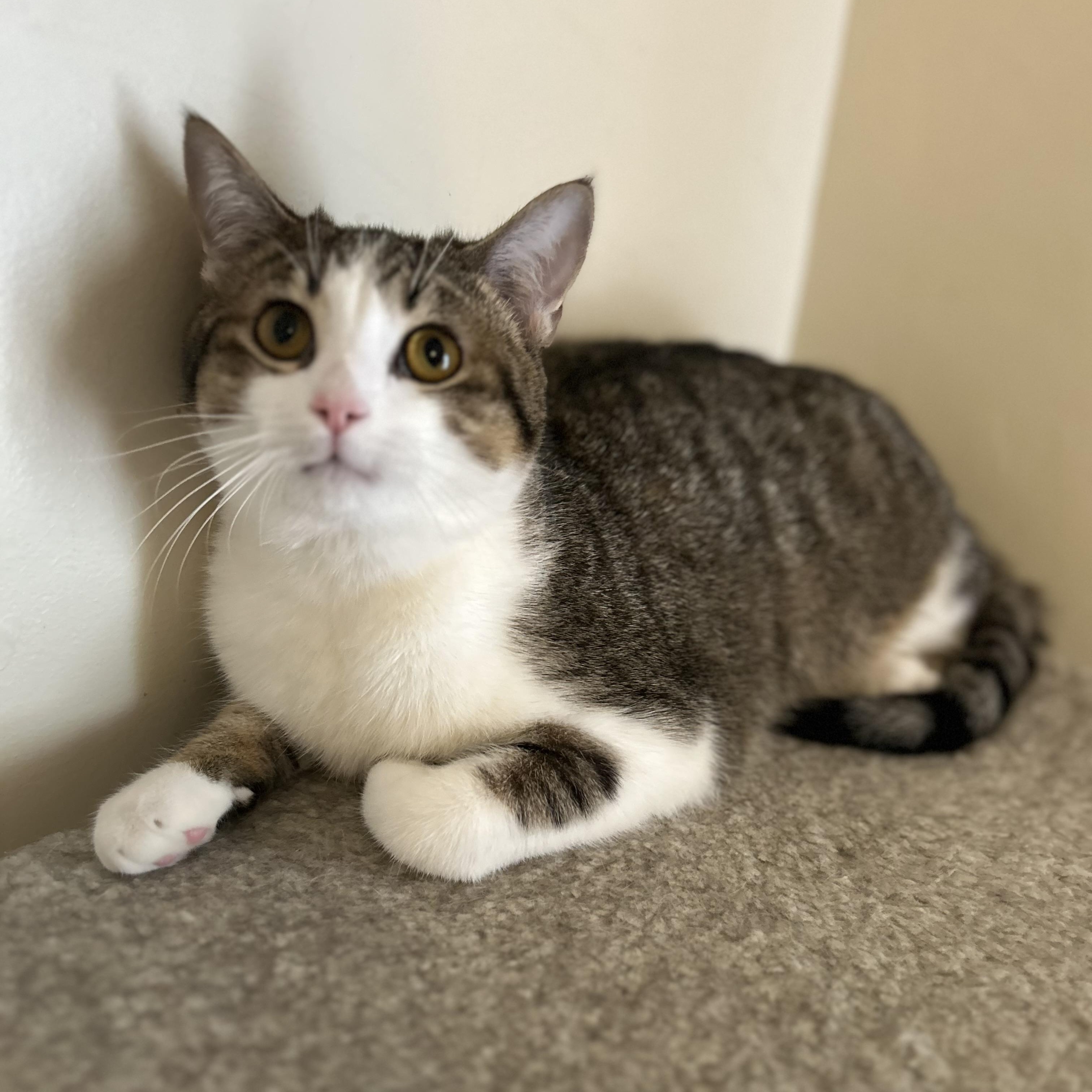 Enlarge Cooper , a ADOPTABLE Domestic Short Hair in Columbus , OH image 5/5
