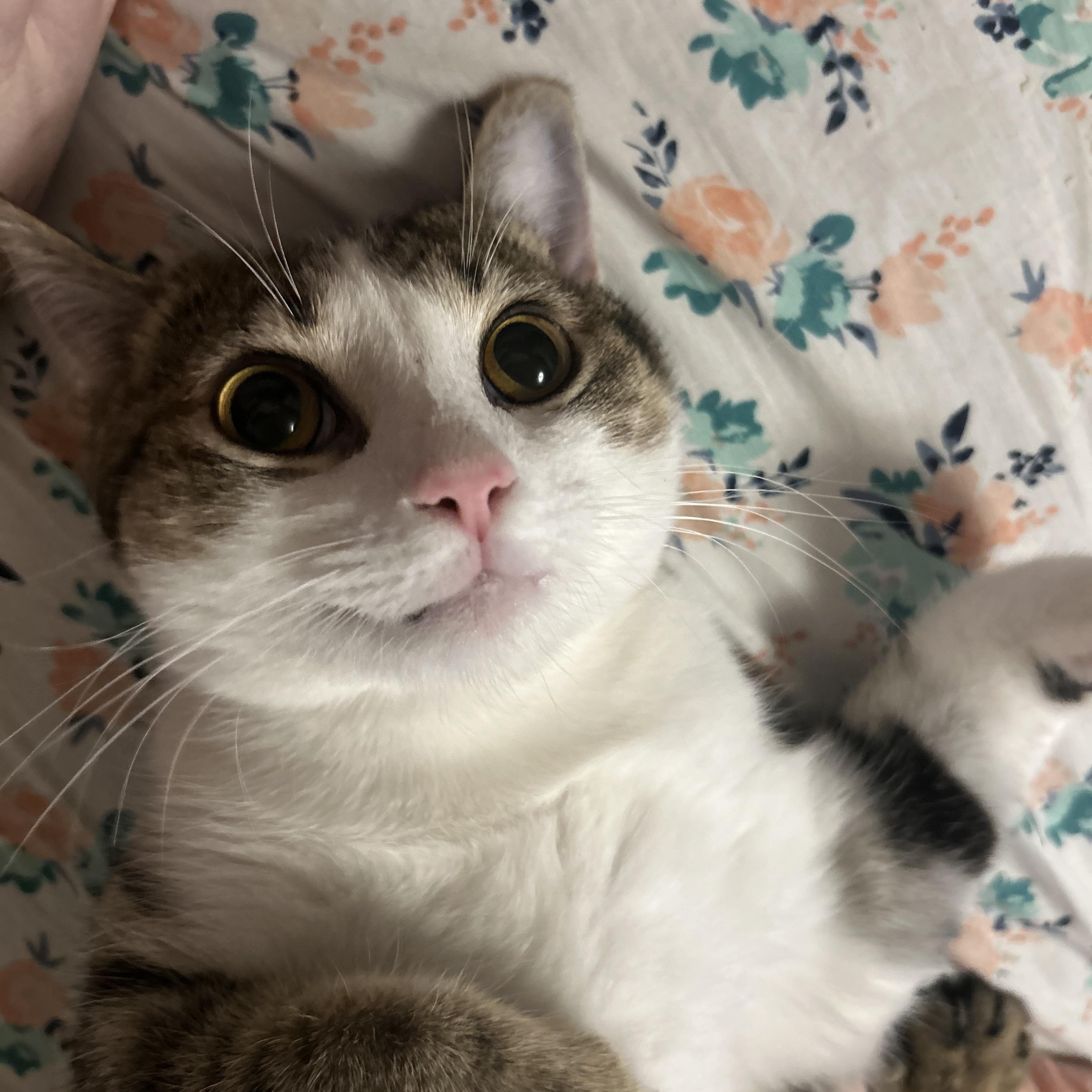 Enlarge Cooper , a ADOPTABLE Domestic Short Hair in Columbus , OH image 2/5