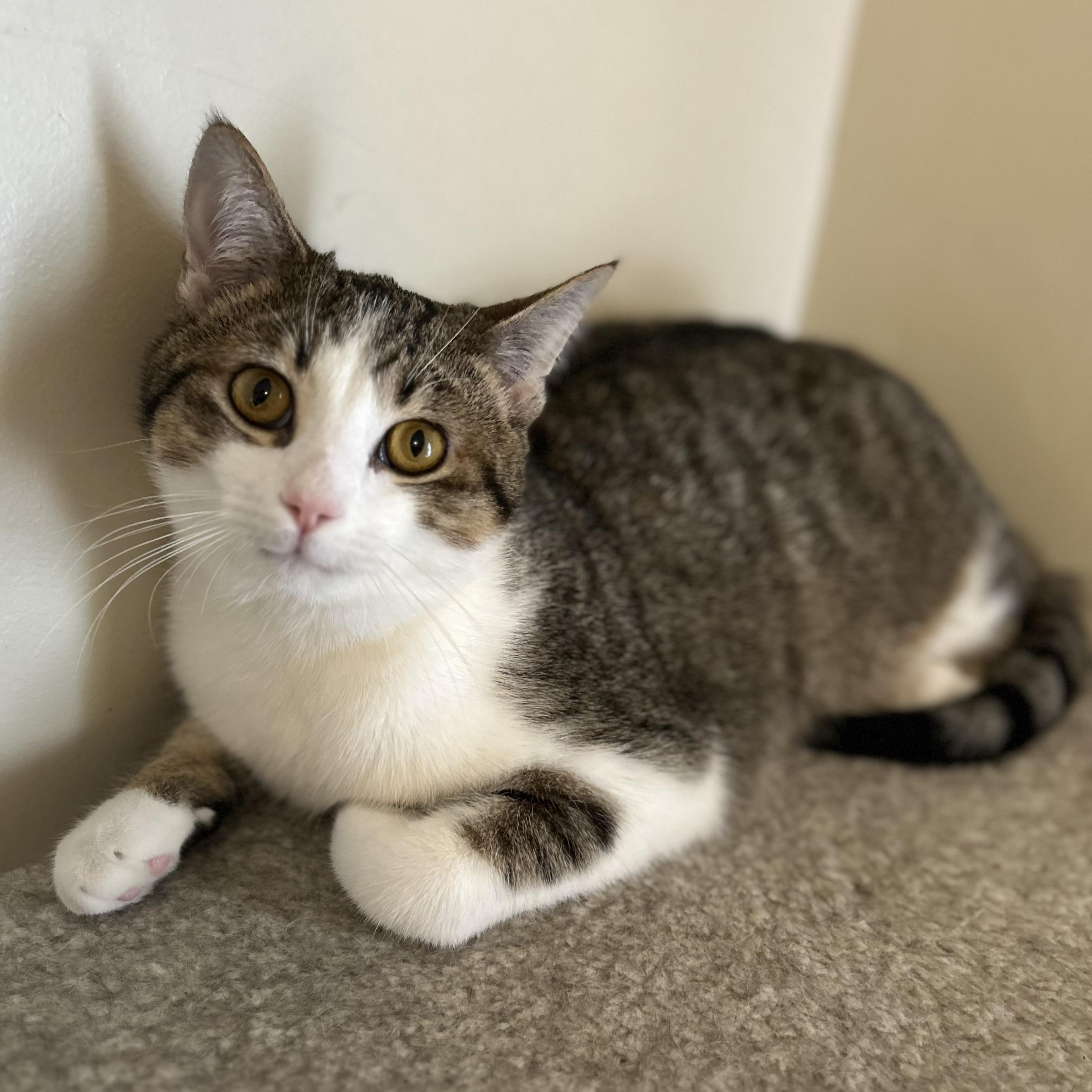 Cooper , ADOPTABLE, Kitten Male Domestic Short Hair.