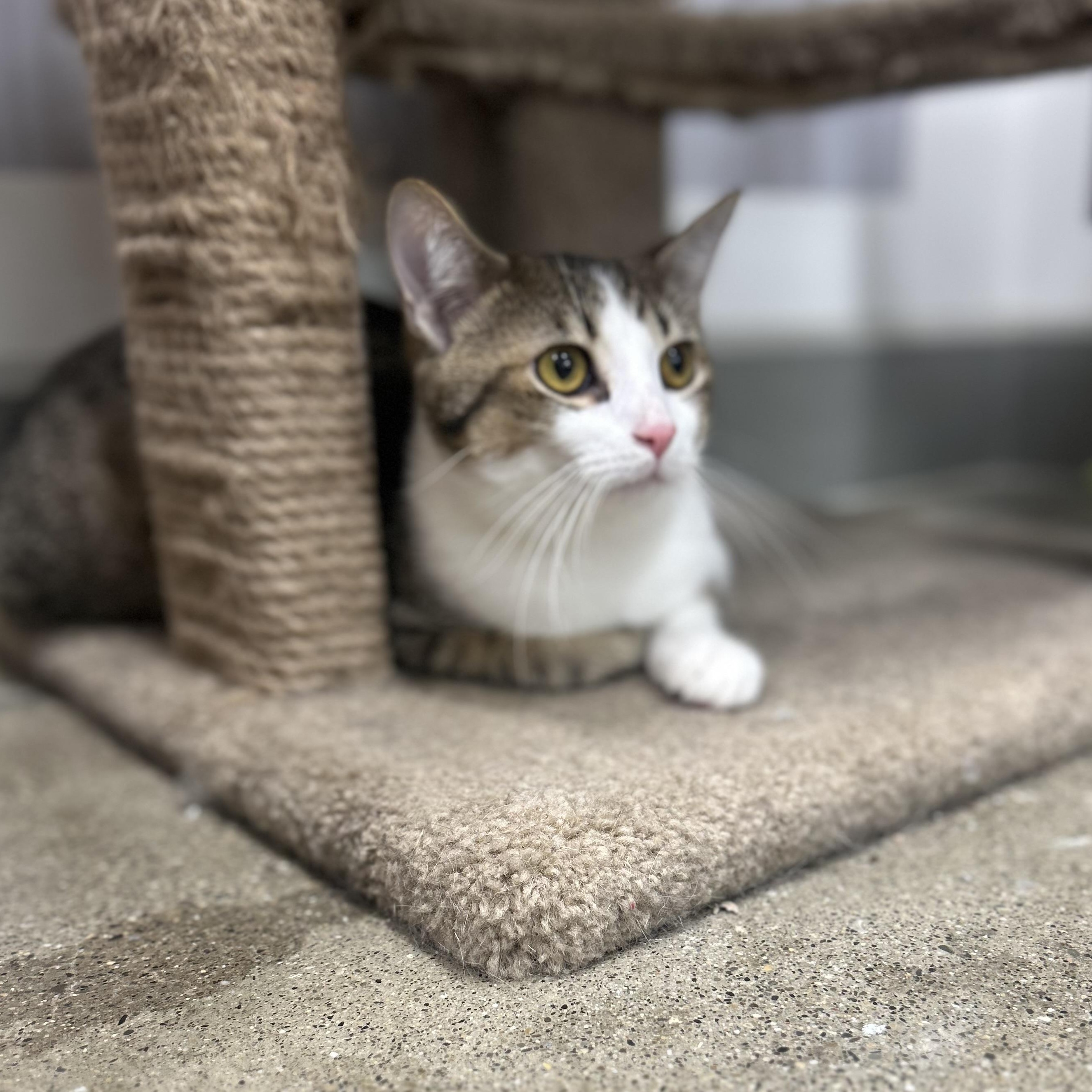 Enlarge Cooper , a ADOPTABLE Domestic Short Hair in Columbus , OH image 3/5