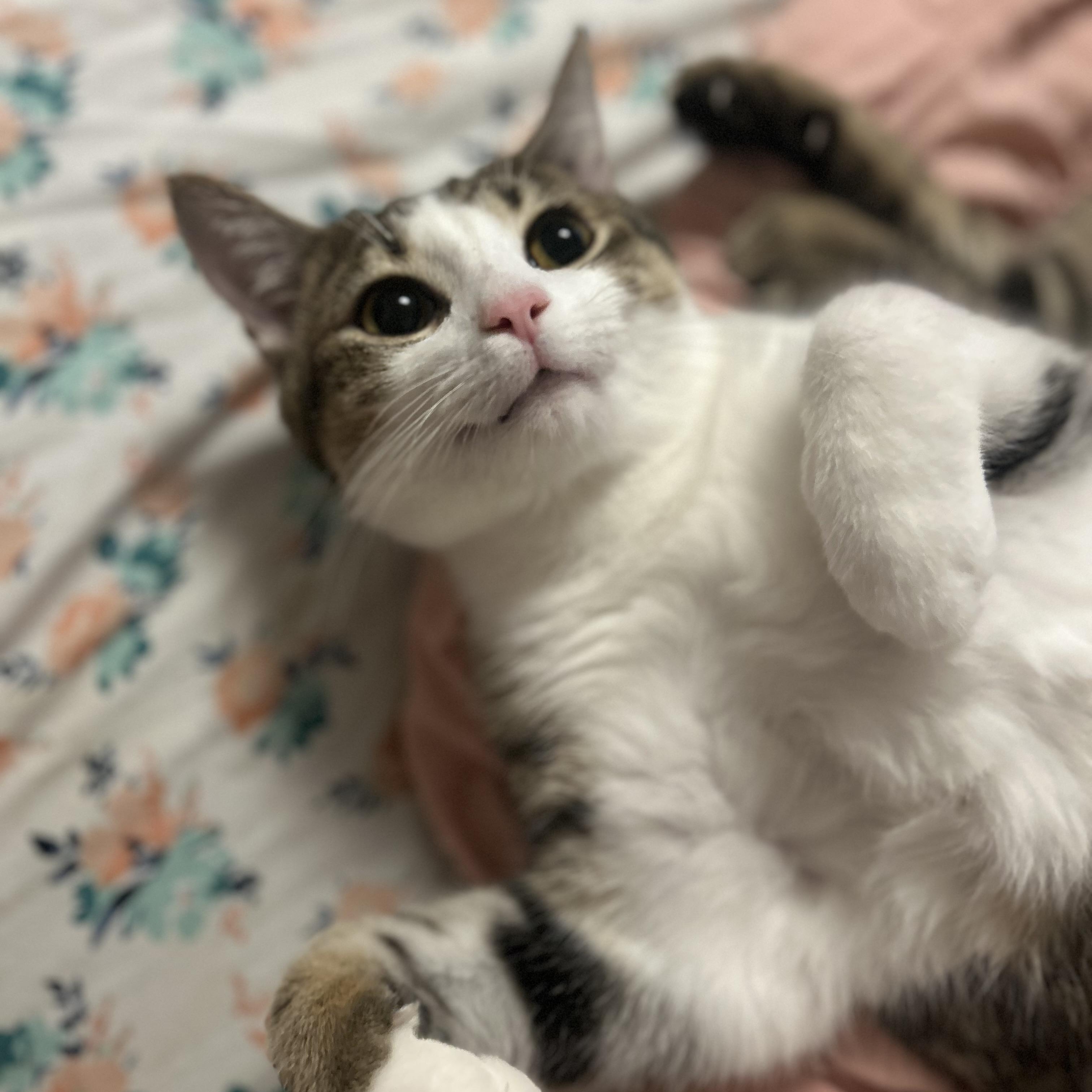 Enlarge Cooper , a ADOPTABLE Domestic Short Hair in Columbus , OH image 4/5