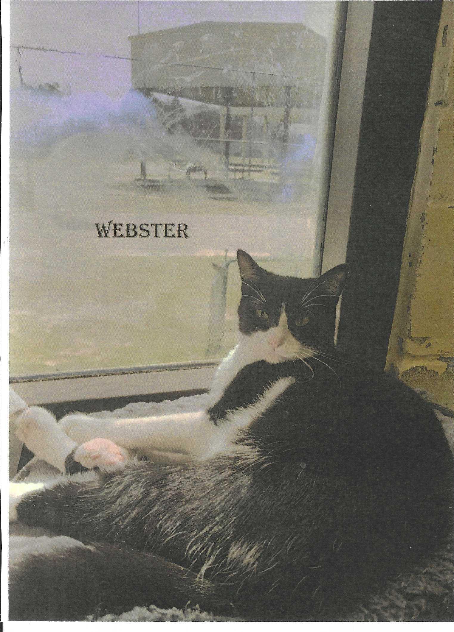 Webster, Adoptable, Young Male Domestic Short Hair & Tuxedo.