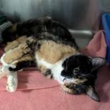 Enlarge Damsel, a Adopted mixed breed in Portsmouth, OH image 2/2