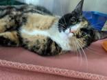 Damsel, Adopted, Adult Female Domestic Short Hair.