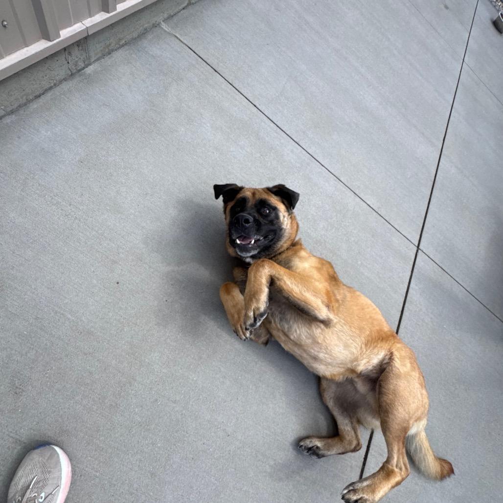 Mouse, Adoptable, Adult Male Mixed Breed.