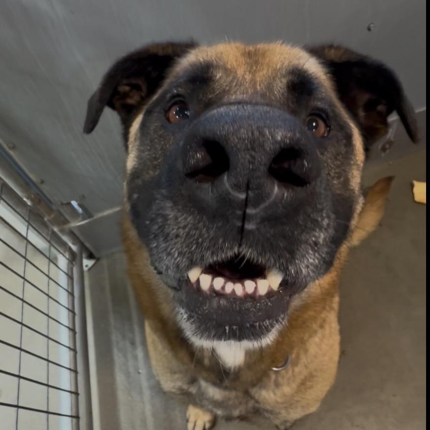 Enlarge Mouse, a Adoptable Mixed Breed in Bismarck, ND image 2/6
