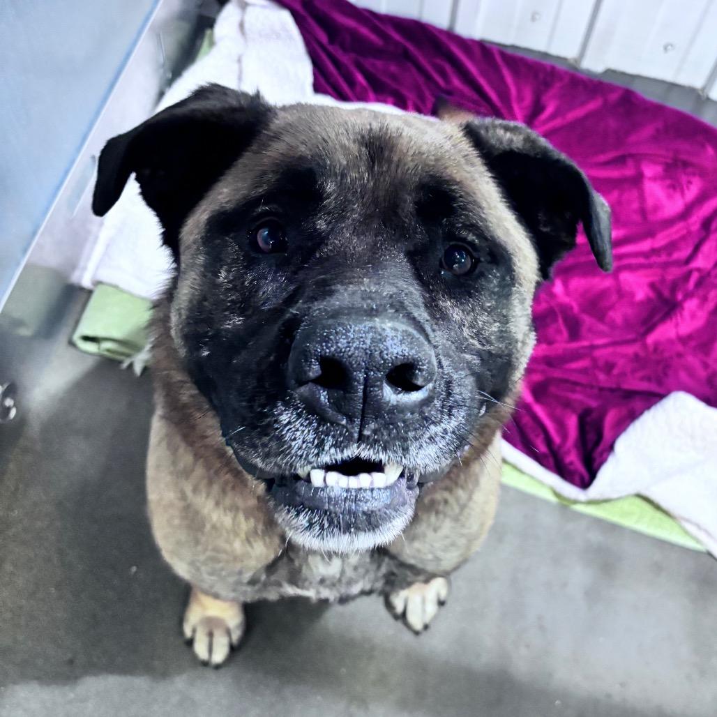 Mouse, Adoptable, Adult Male Mixed Breed.