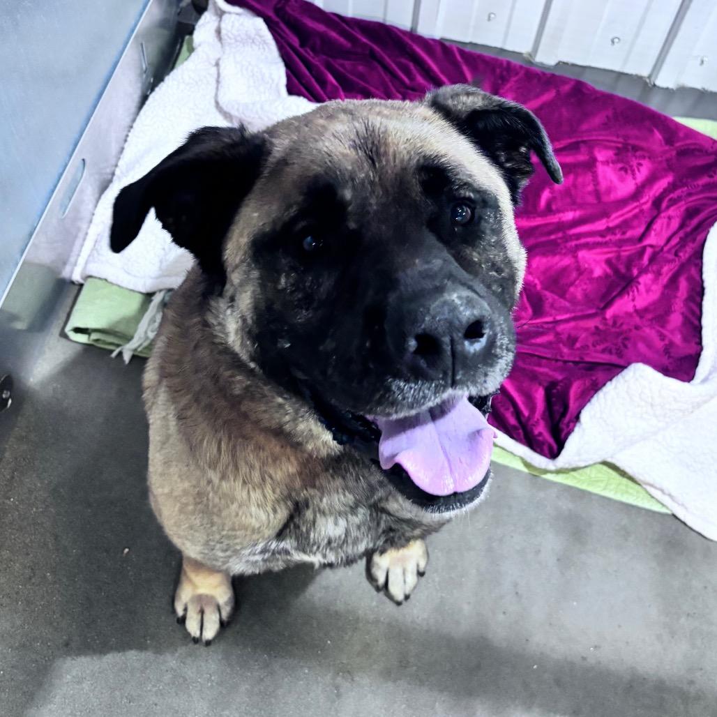 Enlarge Mouse, a Adoptable Mixed Breed in Bismarck, ND image 2/3