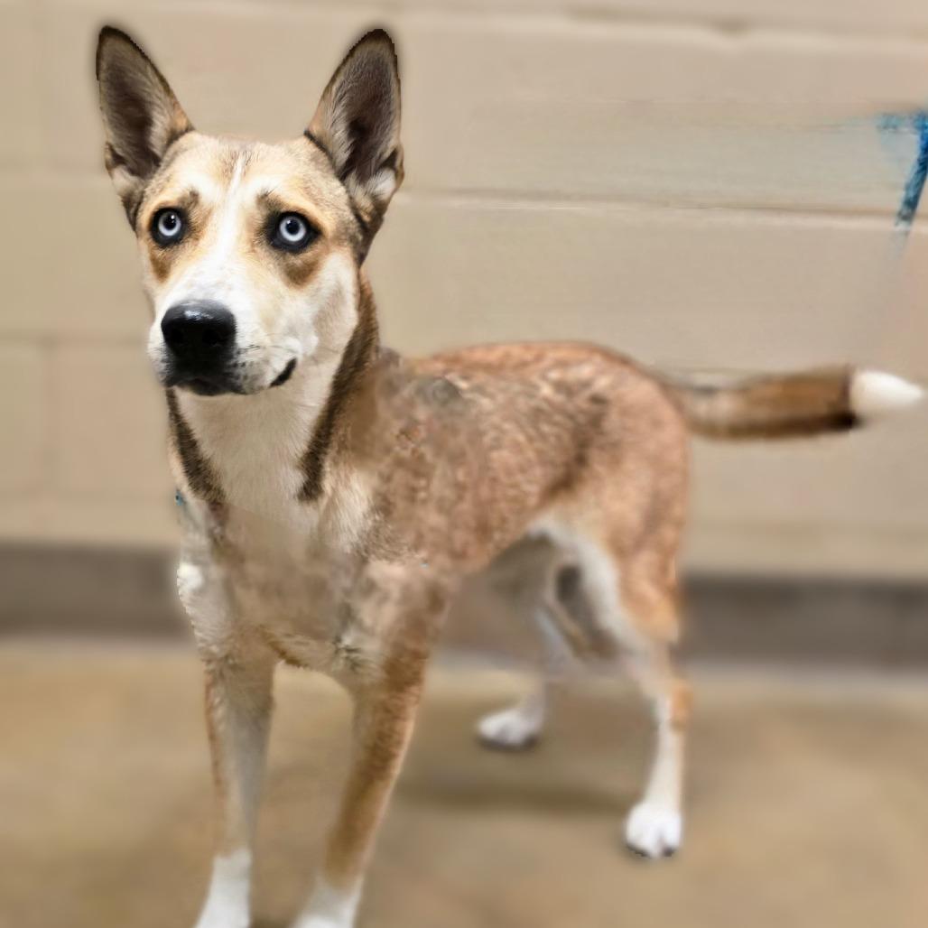 Moxie, a Adoptable mixed breed in Wickenburg, AZ image 3/3