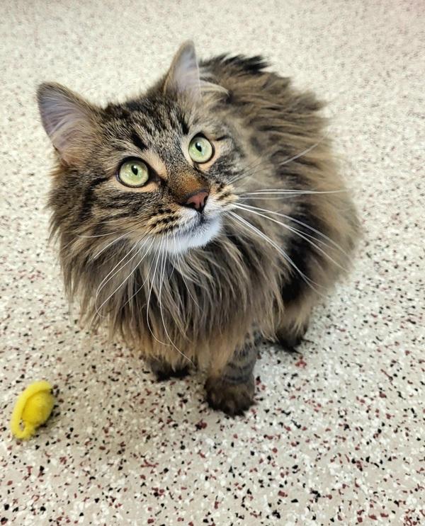 Enlarge Anna. 45649, a Adoptable mixed breed in Pocatello, ID image 2/2