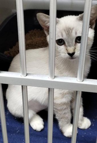Tiffany -PSP, Adopted, Kitten Female Siamese & Snowshoe.