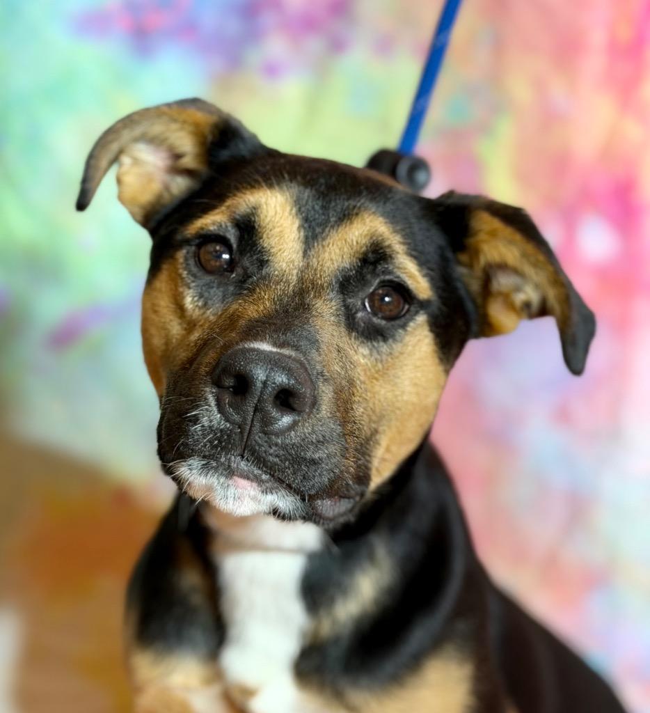 Enlarge RIVER, a Adoptable mixed breed in Wintersville, OH image 1/4