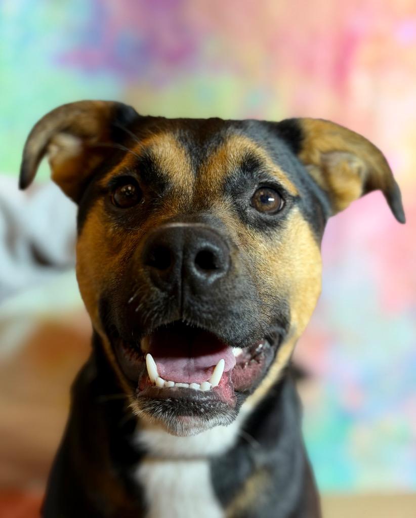 Enlarge RIVER, a Adoptable mixed breed in Wintersville, OH image 2/4