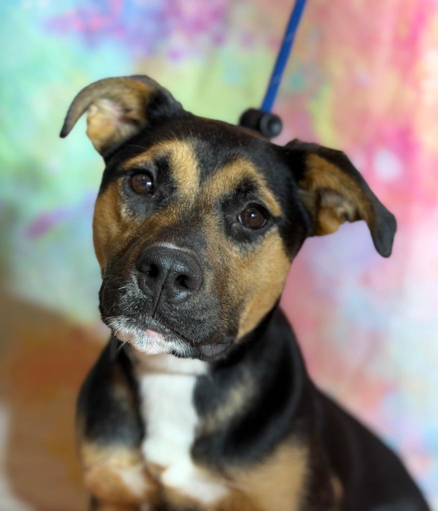 Enlarge RIVER, a Adoptable mixed breed in Wintersville, OH image 3/4