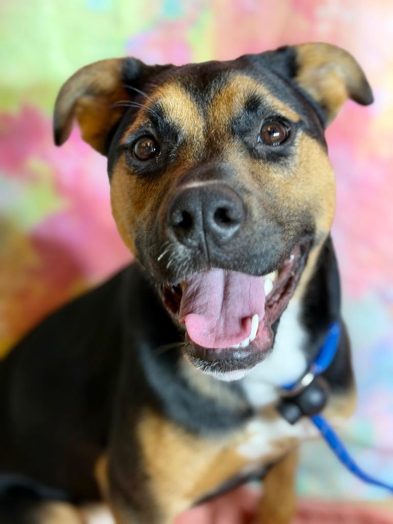 Enlarge RIVER, a Adoptable mixed breed in Wintersville, OH image 4/4