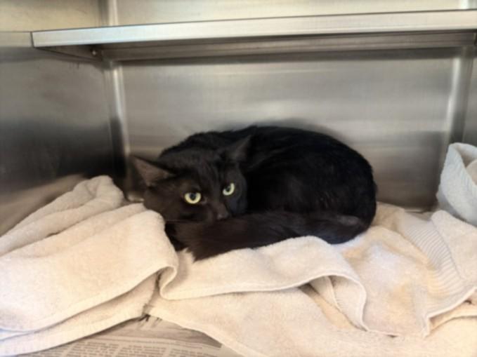 Enlarge STARFIRE, a Adoptable Domestic Short Hair in Van Nuys, CA image 1/1