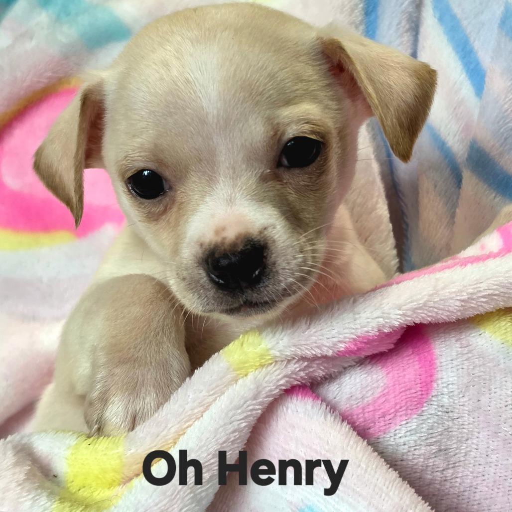 Enlarge Oh Henry, a Adoptable mixed breed in Lancaster, OH image 1/1