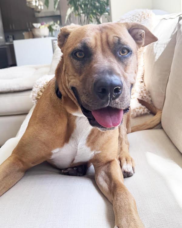 Miracle 306075, Adoptable, Adult Male Pit Bull Terrier & Siberian Husky.